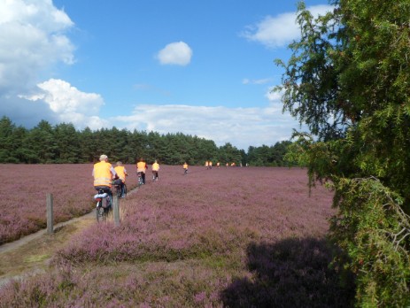 Heide bei Gifhorn